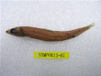 藏品(鹿兒島水珍魚)的圖片